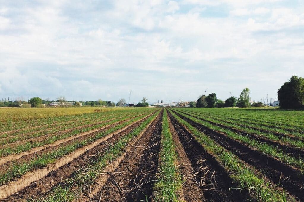 louisiana sugar cane field