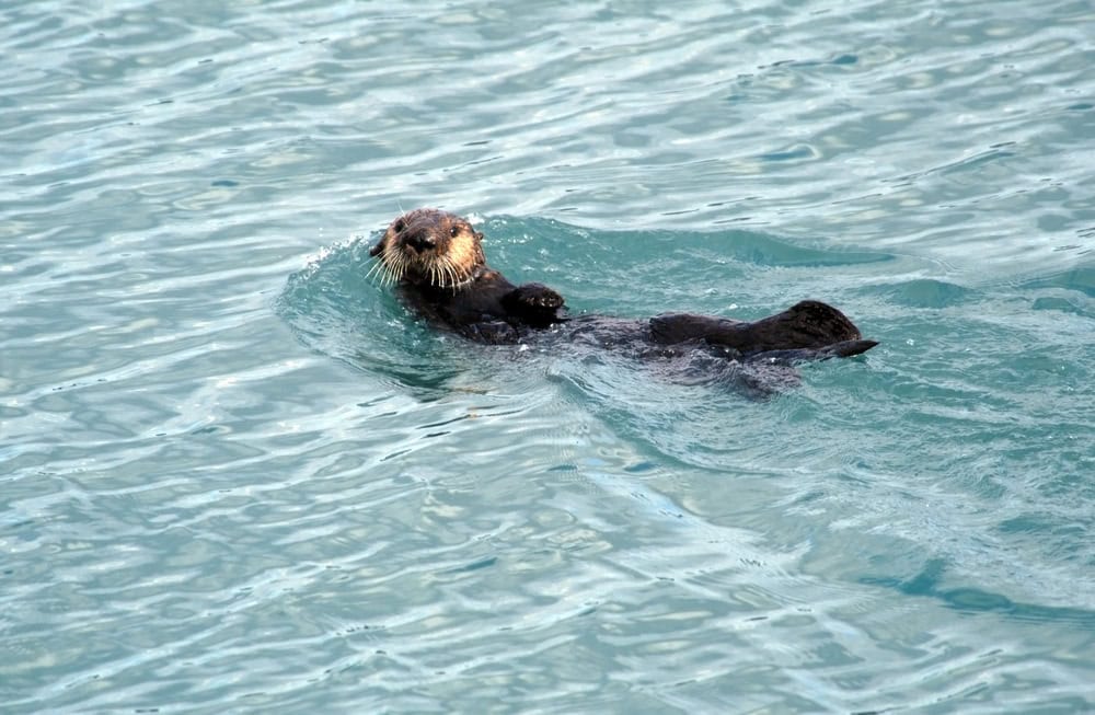 Alakan sea otter